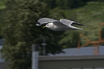 Image showing seagull