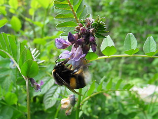 Image showing Bumblebee and flower