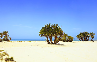 Image showing Desert beach