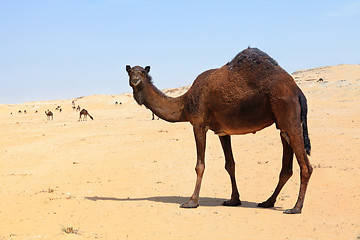 Image showing Camel herd in southern Qatar