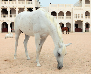 Image showing Arab horses in Doha, Qatar
