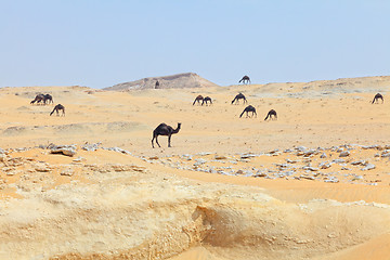 Image showing Dark camels in Qatar desert