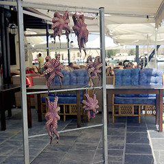 Image showing Octopuses drying in Crete