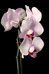 Image showing Phalaenopsis orchid flower