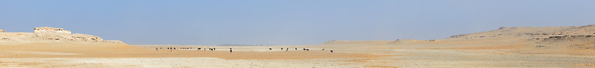 Image showing Desert camel herd panorama