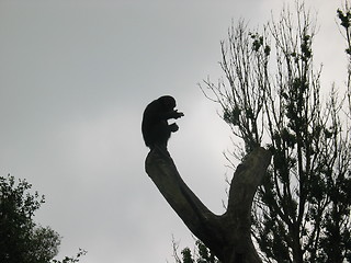 Image showing Chimpanzee silhouet