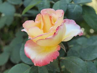 Image showing A rose