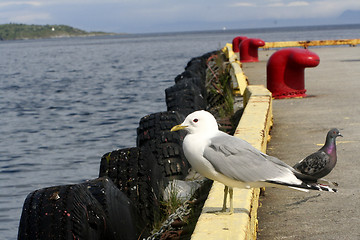 Image showing seagull on pir