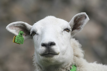 Image showing sheep