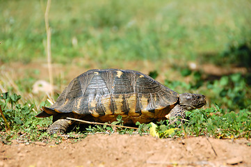 Image showing small forest turtle