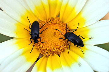 Image showing two beetles