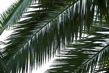 Image showing palm tree leaves