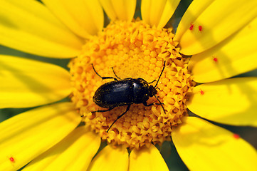 Image showing flower bug