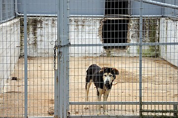 Image showing caged dog