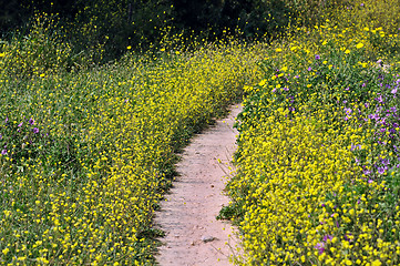 Image showing flower path