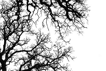 Image showing oak tree silhouette