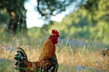 Image showing free range chicken