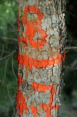 Image showing tree trunk numbers