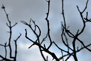 Image showing blue branches