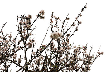 Image showing almond tree branches