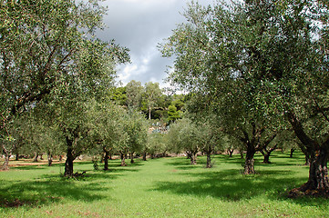 Image showing olive trees rows