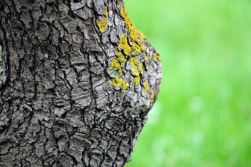 Image showing trunk detail