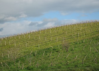 Image showing Sicilian farmland