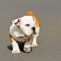 Image showing English bulldog