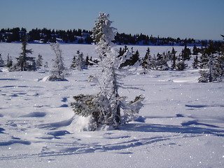 Image showing Icing on tree