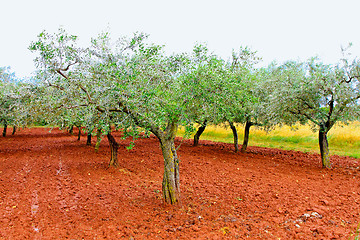 Image showing Olive tree