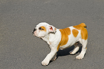 Image showing Bulldog svelte