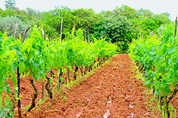 Image showing Wine plantation