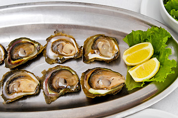 Image showing Oysters