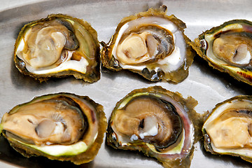 Image showing Oyster