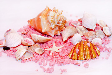 Image showing Summer shells