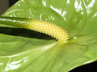 Image showing green flower