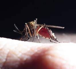 Image showing mosquito