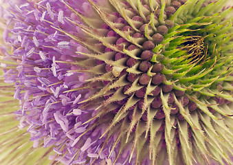 Image showing Teasel