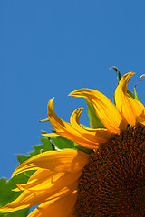 Image showing Sunflower 1