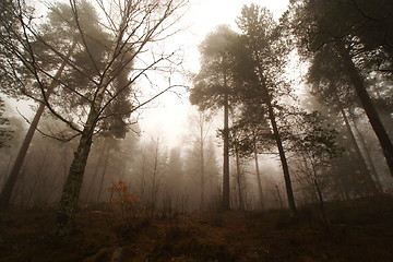 Image showing Fog and wideangle