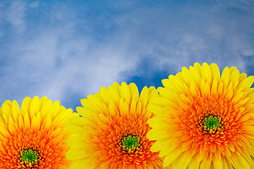 Image showing Yellow chrysanthemums.
