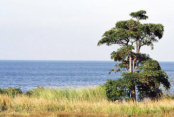 Image showing one tree hill
