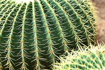 Image showing cactus close up