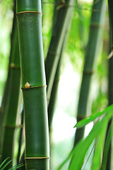 Image showing bamboo