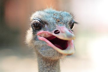 Image showing ostrich portrait