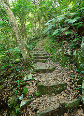 Image showing path in forest