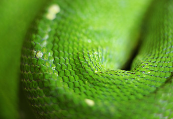 Image showing green snake skin