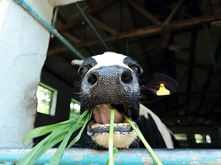 Image showing cow at farm