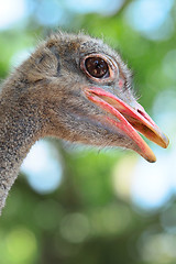 Image showing ostrich