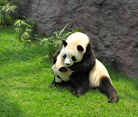 Image showing two panda playing